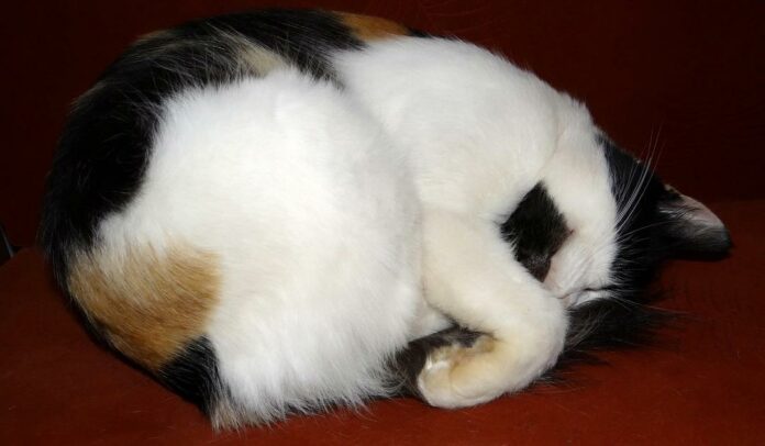 Kissa